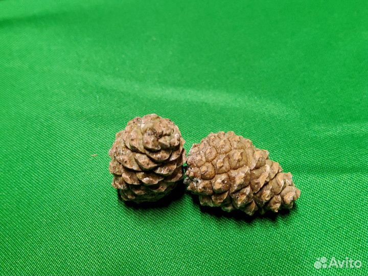 Сублимированные сосновые шишки