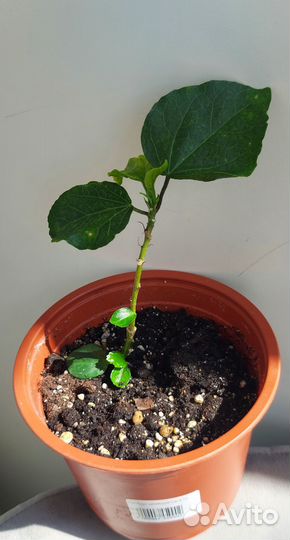 Гибискус Moorea DOA