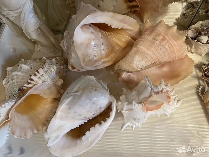 Морские раковины