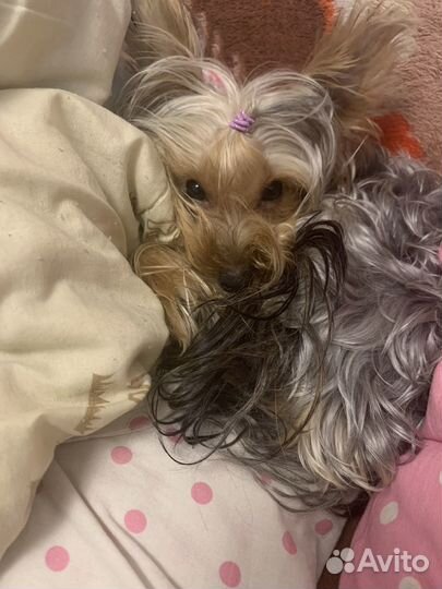 Йоркширский терьер девочка