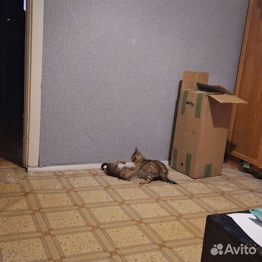 Бенгальские котята