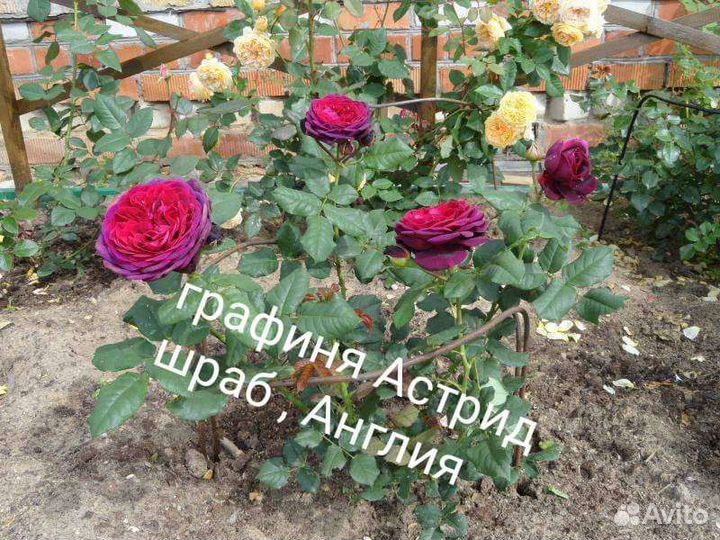 Саженцы роз