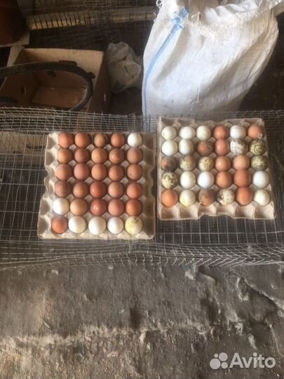 Несушки (отборка)