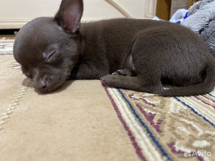 Щенок очень игривый, красивого коричневого цвета