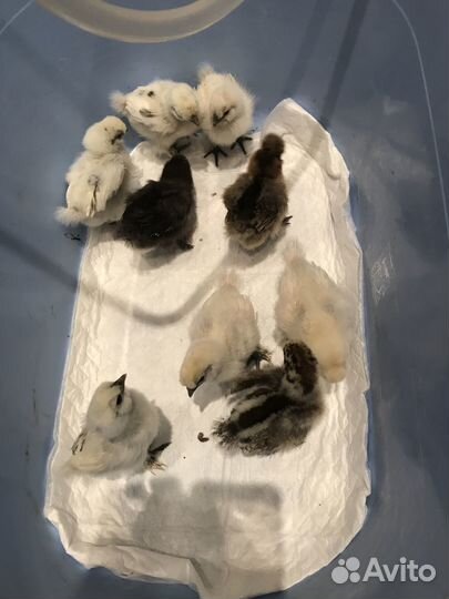 Цыплята Ухейилюй и Китайские шелковые 1,5 мес