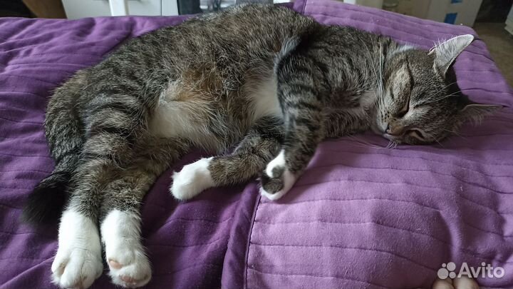 Кошка П-О-т-е-Р-я-Л-а-С-ь