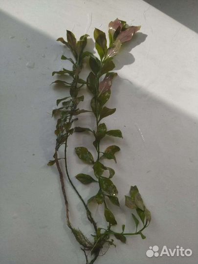 Рыбки и аквариумные растения