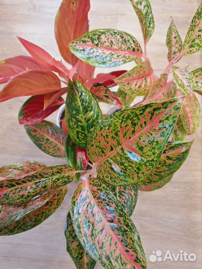 Филодендрон бурле Макс вариегатный