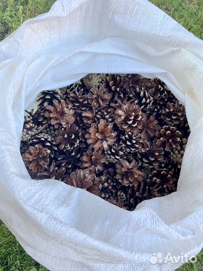 Шишки сосновые сухие (цена за мешок)