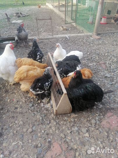 Продам курей брама