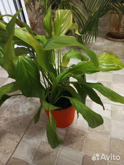 Пальма цикас