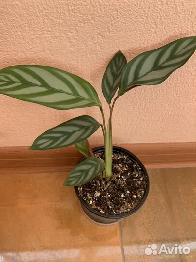 Калатея ктенанта