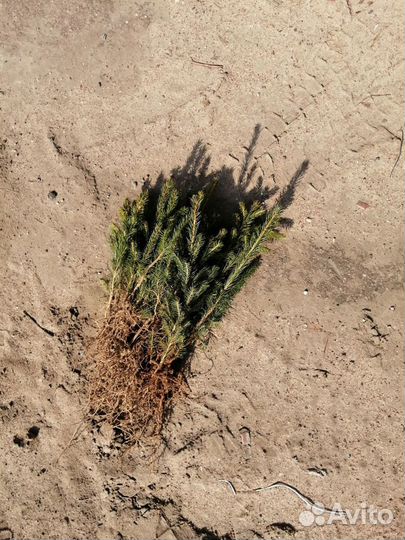 Сеянцы и сосны