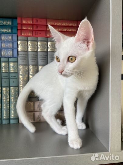 Котенок в добрые руки