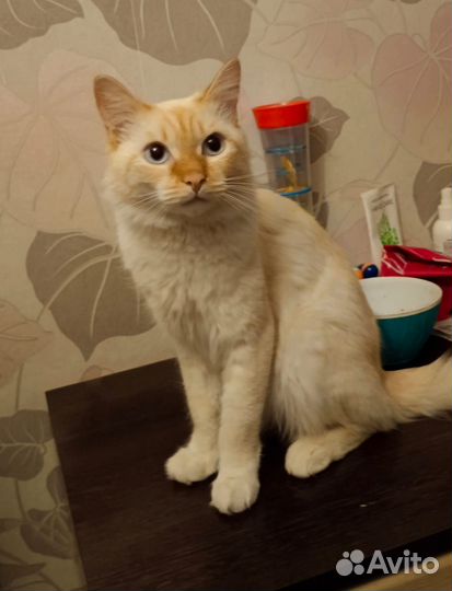 Тайский кот на улице