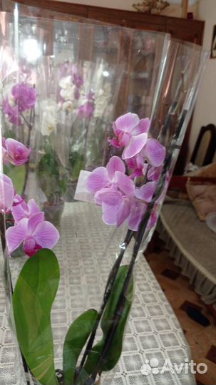 Орхидея