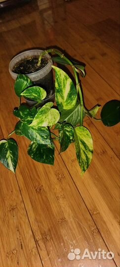 Сциндапсус