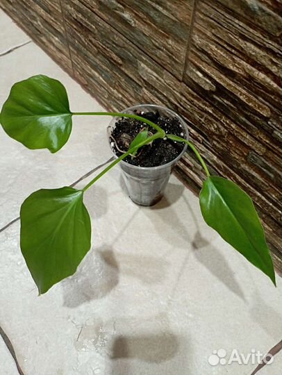 Комнатные растения