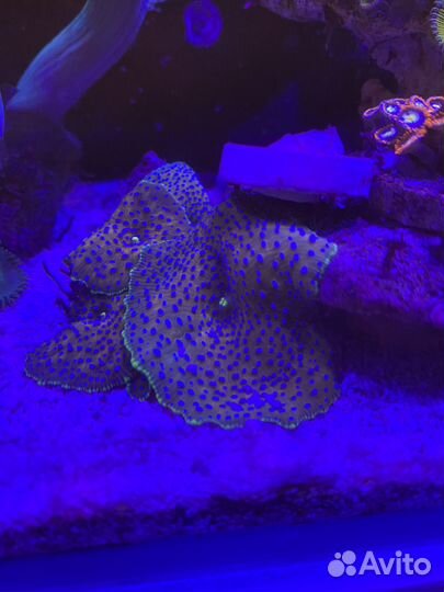 Продам кораллы