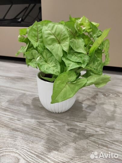 Сингониум Лайм сода (черенки)