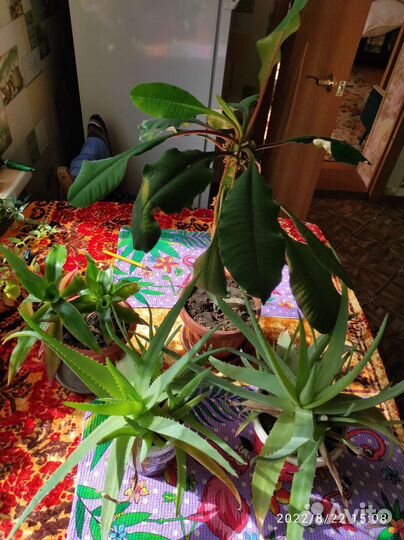 Комнатные растения