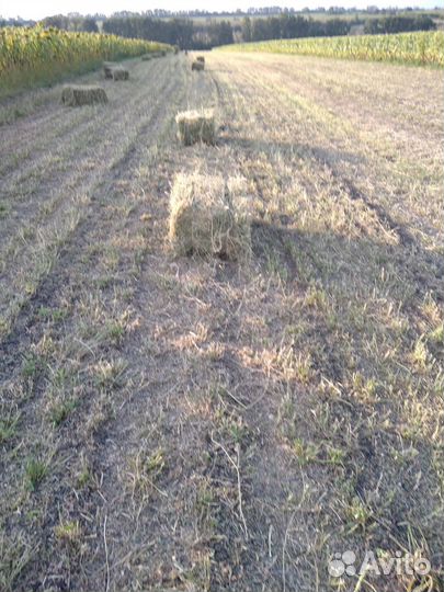 Сено люцерны в тюках