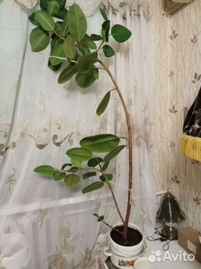 Цветы домашние в горшках