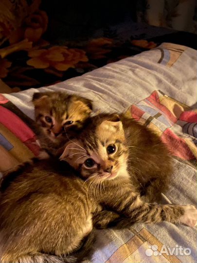 Кошка в дар