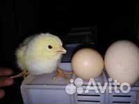 Цыплята бройлеры кобб 500