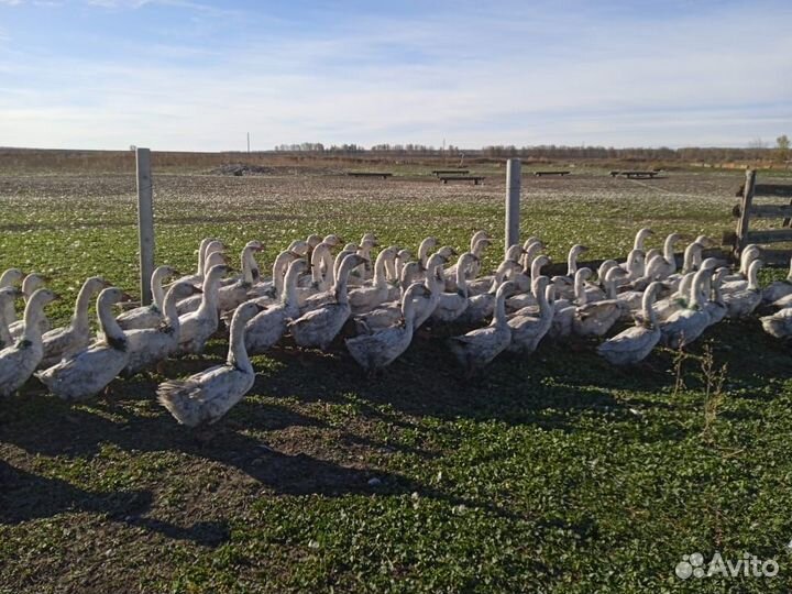 Гуси Линда 5 мес