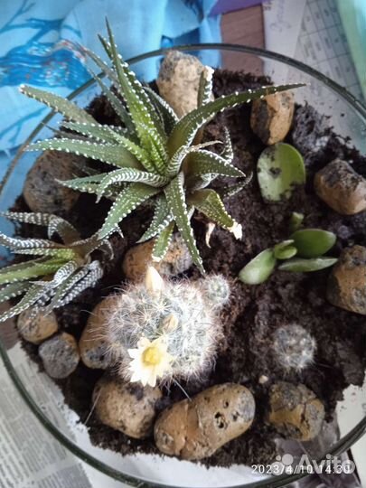 Кактусы и суккуленты