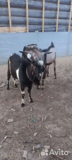 Козел нубиец и альпиец