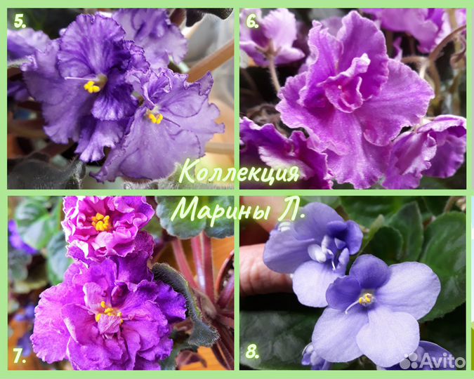 Фиалки детки разных сортов