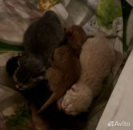 Котята в добрые руки