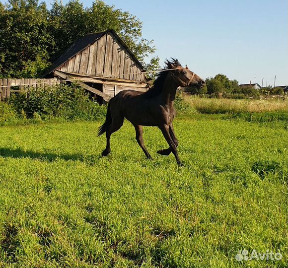 Кобыла орловка