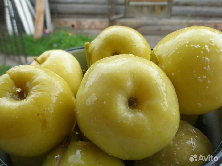 Яблоки моченые