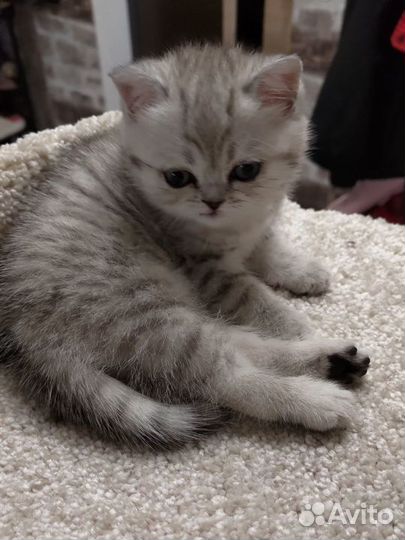 Шотландские котята