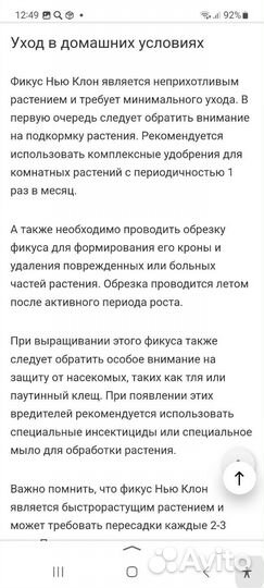 Фикус Нью клон