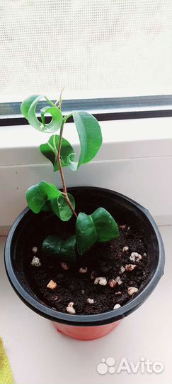 Фикусы барок, Голден, Кинки, Грин кинки, Наташа