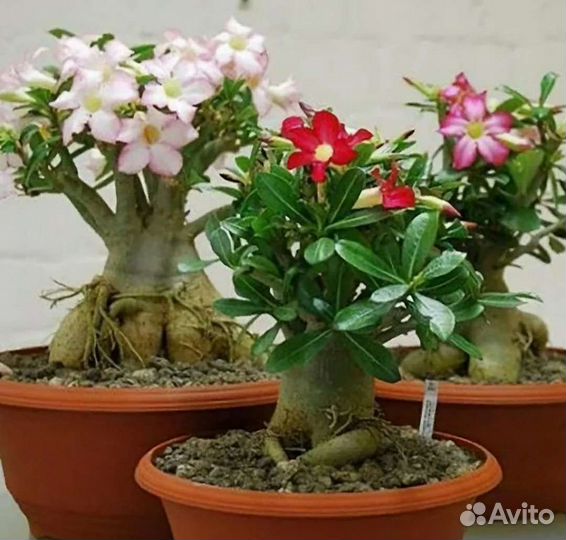 Набор Суккулентов 10 адениумов микс