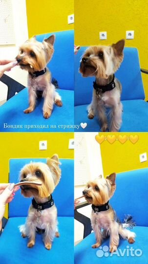 Груминг собак и кошек