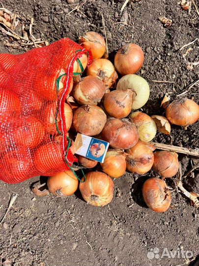 Лук 5+ 6+ 8+ качества отл