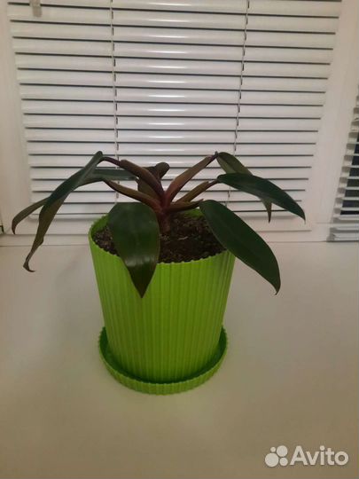 Филодендрон ред руби