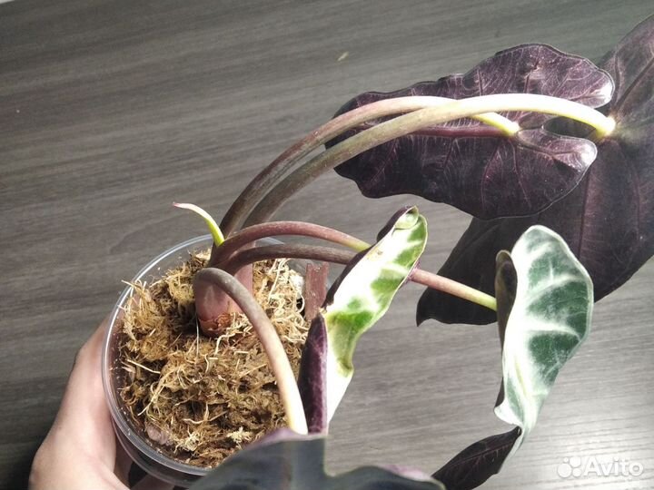 Алоказия дроф и ниндзя