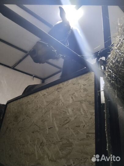 Бюджетная перевозка лошадей крс, мрс и снегоходов