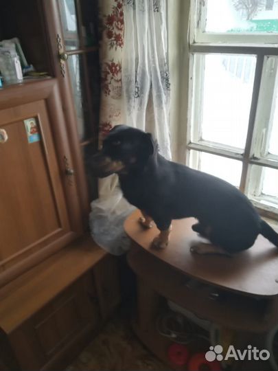Боня ищет подругу