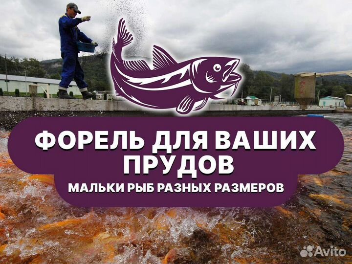 Рыба для зарыбления. Форель