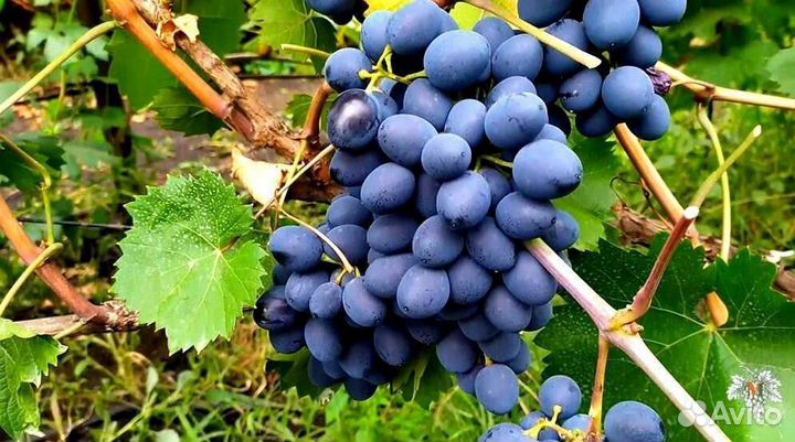 Для дома и дачи