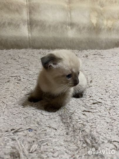 Вислоухие котята