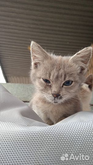 Котенок в дар